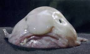 Blobfish of Stress | curaJOY download 1 | curaJOY