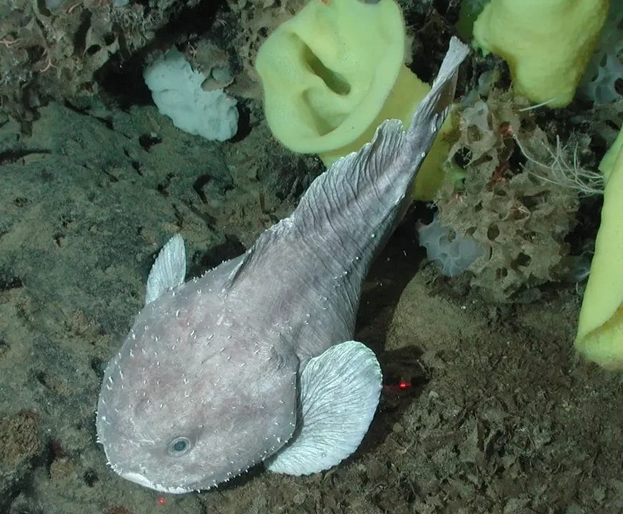 Blobfish of Stress | curaJOY psychrolutes phrictus 1 | curaJOY